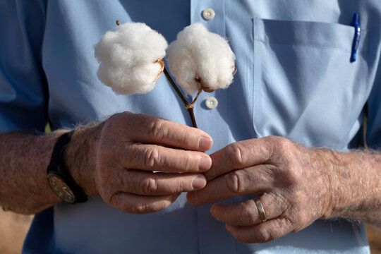 Male hands holding cotton bolls against blue shirt