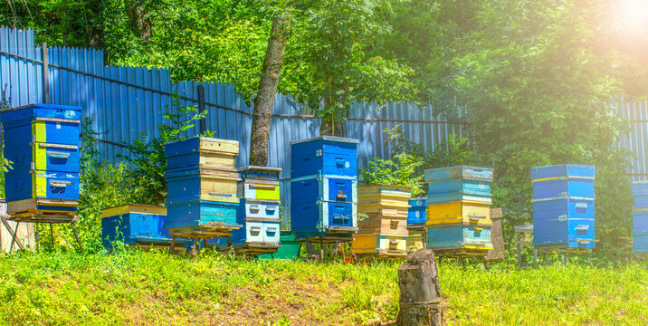 rural apiary with colored wooden beehives on green grass soft sunlight