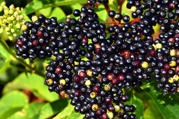 Detail of the ripe (black) fruits of the danewort (Sambucus ebulus)