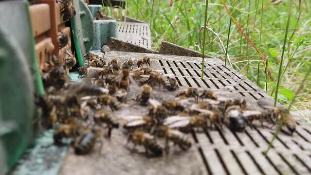 Slow motion full hd video of bees entering the hive in focus. Apiculture or beekeeping or biodiversity concept footage.
