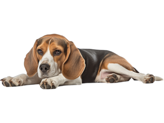 Beagle's Tranquil Rest, No Background