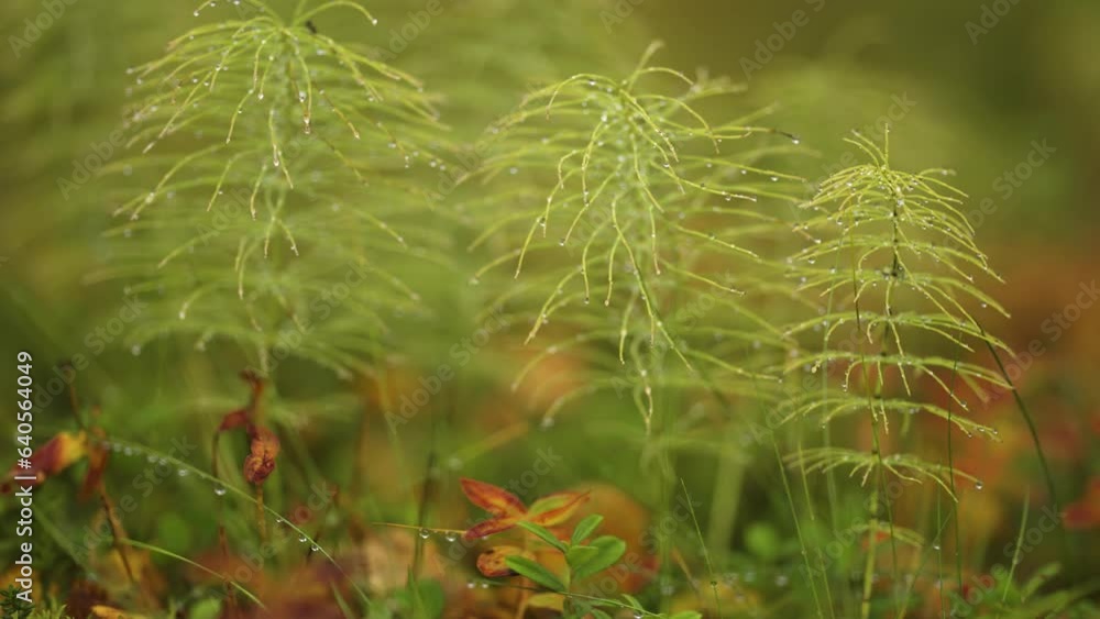 Poster delicate horsetail plants strewn with dewdrops. parallax macro video, bokeh background.