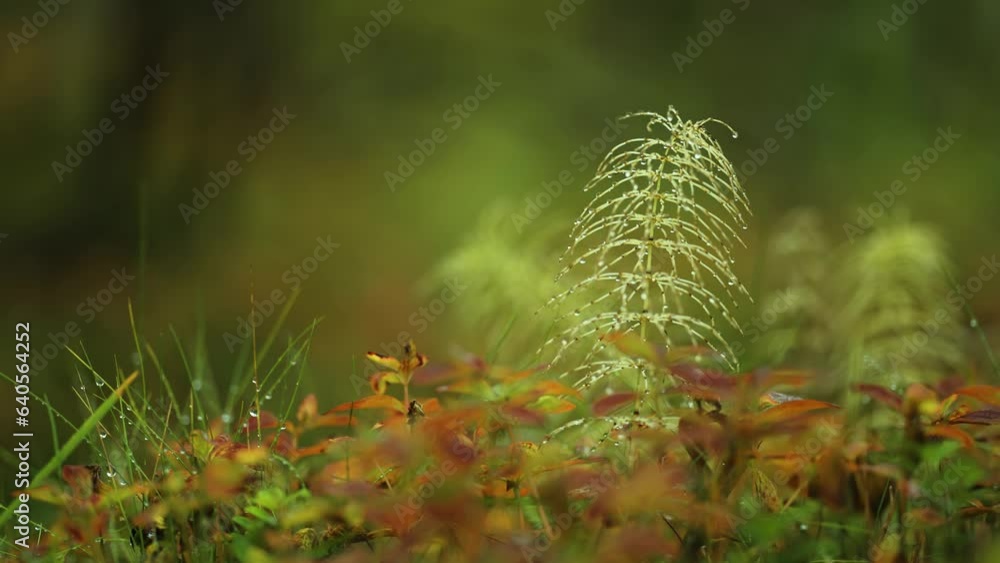 Poster a macro paralax shot of the colorful forest floor in the autumn tundra. deep bokeh background.