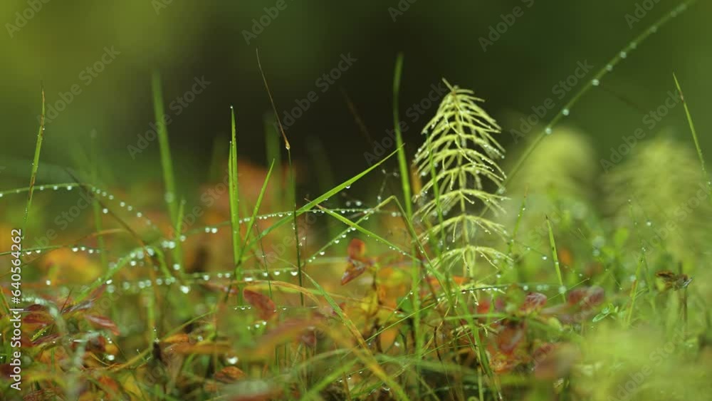 Poster slender stems on grass beaded with dewdrops in the brightly colored autumn undergrowth. macro parall