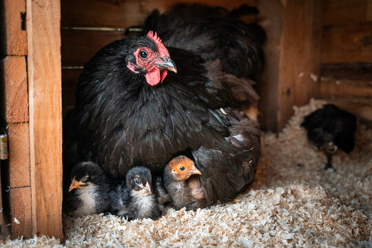 Schwarzes Orpington Huhn Glucke mit bunten K&uuml;ken im Stall