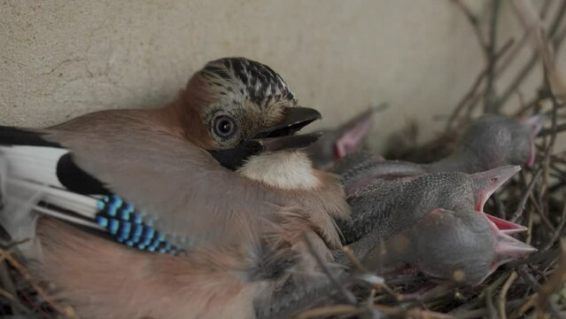 Blue jay mother with chiks in a nest