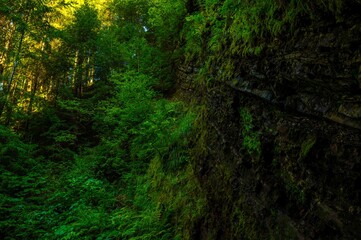 Crowns of trees on the rocks
