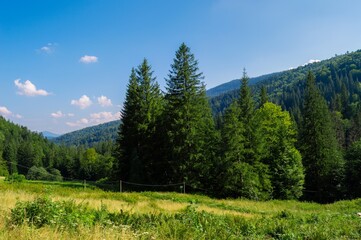 Mountain landscape green meadow with trees