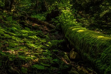 Old tree covered with moss in the forest