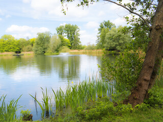 Beautiful landscape with green trees, Lake Dowesee with sky reflection in the water in Braunschweig Leisure Park. Spring landscape. Ecology, environmental protection, climate change problems.