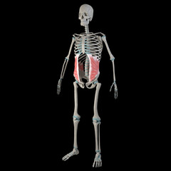 3d Illustration of Internal Abdominal Oblique Muscles on Male Human Body Body
