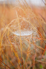 Small spider web clinging to the Grass