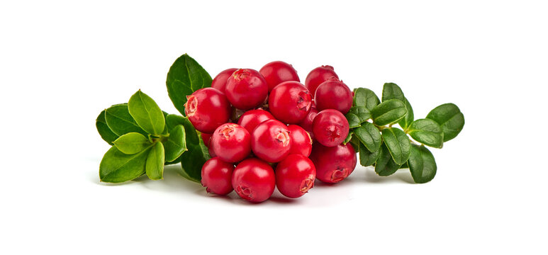 Heap of lingonberry with leaves on white background.