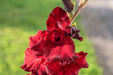 gred gladiolus on the rain