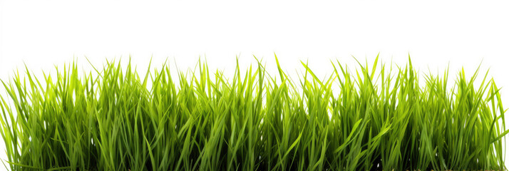Fresh green grass isolated on a white background