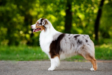Outdoors photo of red merle australian shepherd dog standing sideways in breed stack summer park background