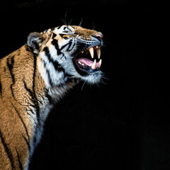 Zähne zeigender Tiger
