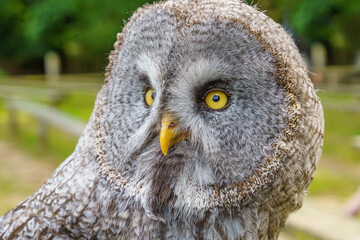 great horned owl