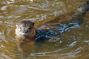 otter in the water