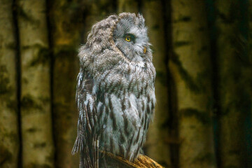 great owl