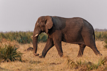 Fototapeta na wymiar Elephant bull walking in the Kruger National Park in South Africa