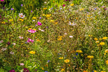 meadow with a lot of colorful flowers, cultivated for species protection
