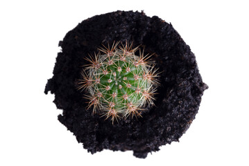 Cactus in the ground prepared for transplanting isolated on a white background.