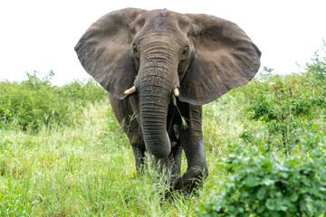 Naklejka premium Elephant bull walking in the Kruger National Park in South Africa