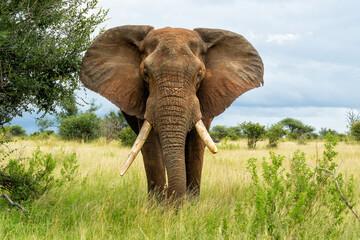 Elephant bull walking in the Kruger National Park in South Africa