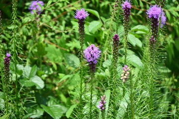 Blazing star ( Liatris spicata ) flowers. Asteraceae perennial plants. From July to September, many purple or white florets bloom on spikes at the tip of the stem.