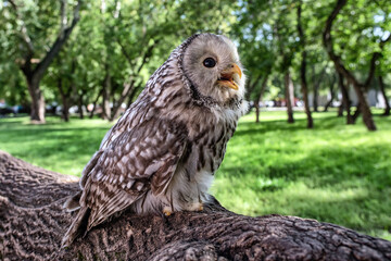 A beautiful owl, the Ural Owl, sits on a tree in the forest.