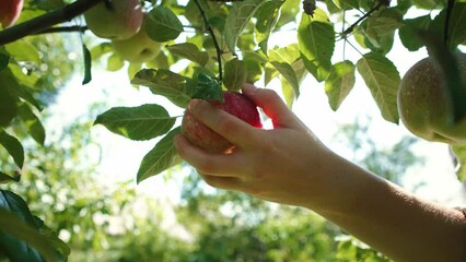 Hands of gardener picking an apple growing on the branch. Shot with RED helium camera in 8K. 