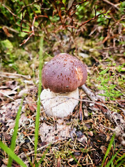 Boletus mushroom in the forest on the ground. Brown cap, white stalk of the mushroom