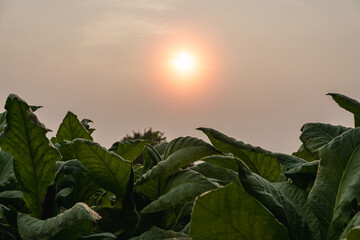 Big leaf tobacco plants growing in rice fields, in agricultural farms in Thailand, growing green leaf stalks in agricultural fields, tobacco products are not good for human health,