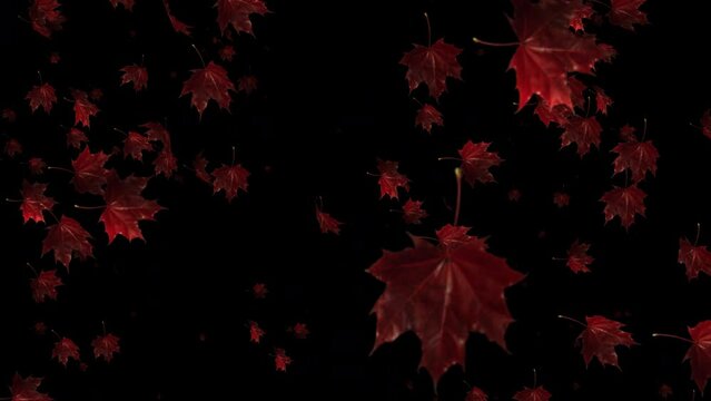 Embrace the beauty of fall's transition in our slow motion animation, where leaves fall like graceful strokes on an autumn canvas.