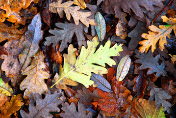 Pyrenean oak (Quercus pyrenaica) and willow (Salix atrocinerea) leaves fallen on the ground