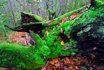 An old chestnut tree trunk (Castanea sativa) totally covered with green moss