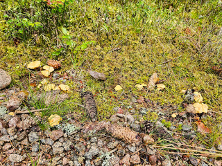Chanterelle by the wayside. Collecting food in nature. Finding mushrooms while hiking