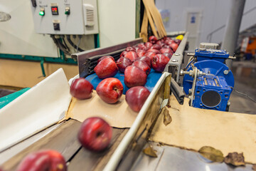 apples on the sorting line of the enterprise