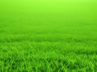 Fototapeta premium green grass field