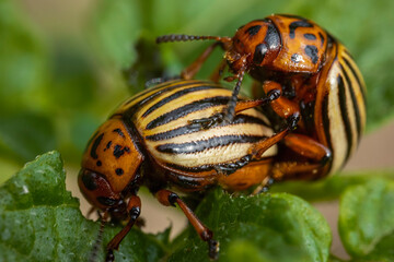 Colorado potato beetles mating on the leaves of green potatoes.