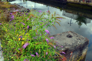 Urban and ruderal plants: summer lilac (Buddleja davidii) on the docks of the Bilbao estuary
