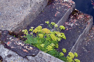 Urban and ruderal plants: sea fennel (Crithmum maritimum) on the docks of the Bilbao estuary