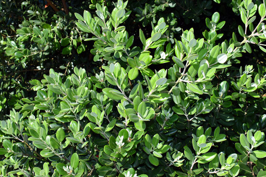 Leaves of pōhutukawa (Metrosideros excelsa), a plant native to New Zealand