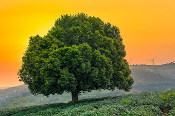 Old lonely tree between tea fields with many moments of the day from sunrise to sunset. It's beautiful to see the stability of nature over time