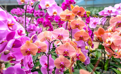 Phalaenopsis orchids bloom in a variety of colors in the garden, waiting to be brought to the flower market for sale to customers who decorate their homes, gifts or opening