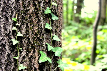 leaves on a tree
