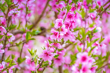 Cherry blossom and apricot blossom is northern areas of Gilgit Baltistan, pakistan