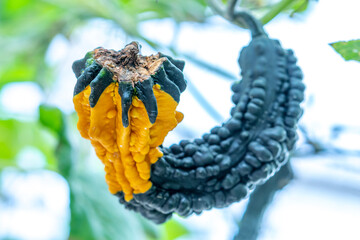 Edible pumpkins in the shape of an ugly swan in a harvest garden, used to decorate for Halloween or Thanksgiving. Abnormal, informal and funny vegetable or food concept.