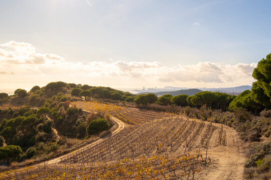 Wine landscape with vineyards during autumn in the Alella denomination of origin area in the province of Barcelona in Catalonia Spain